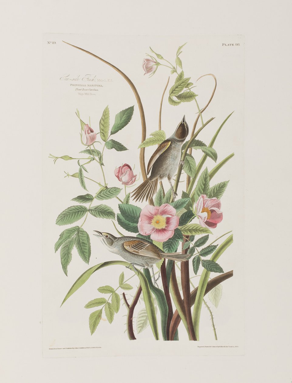 Illustrazione da 