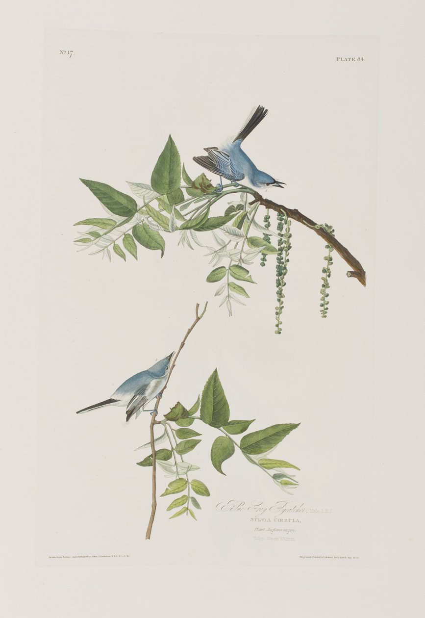 Illustrazione da 
