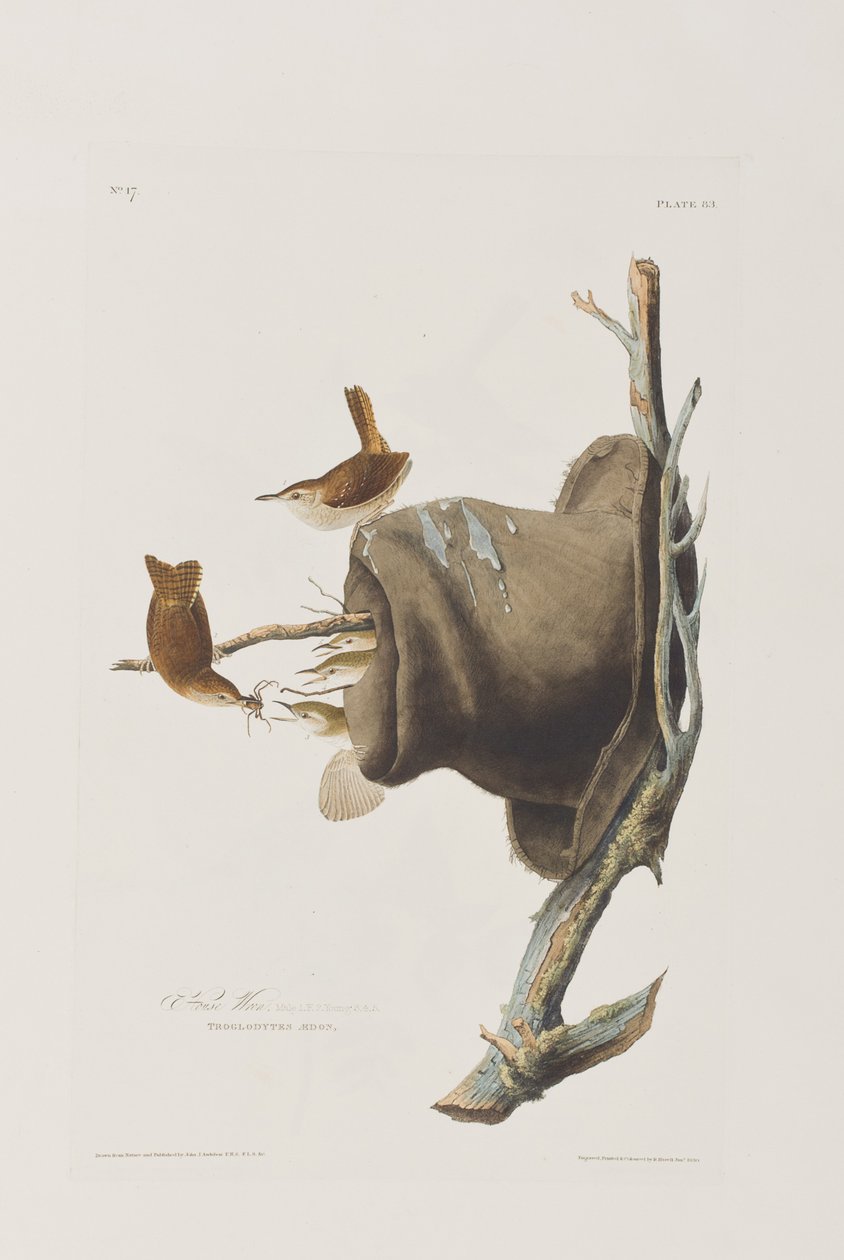 Illustrazione da 