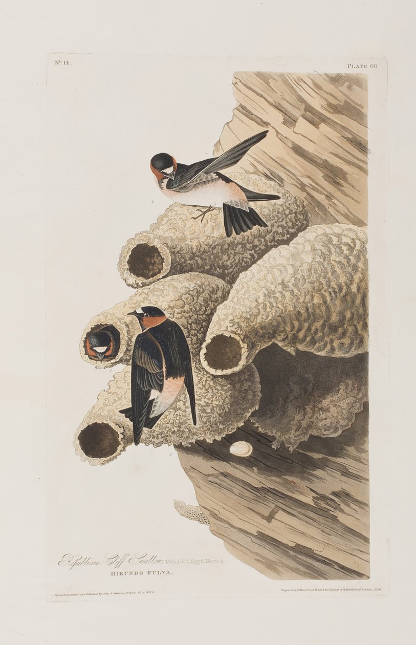 Illustrazione da 