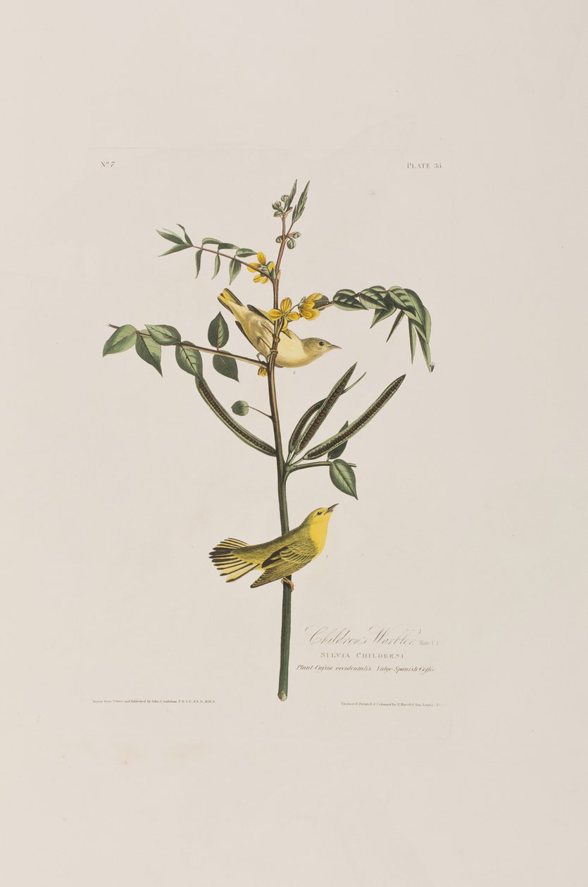 Illustrazione da 
