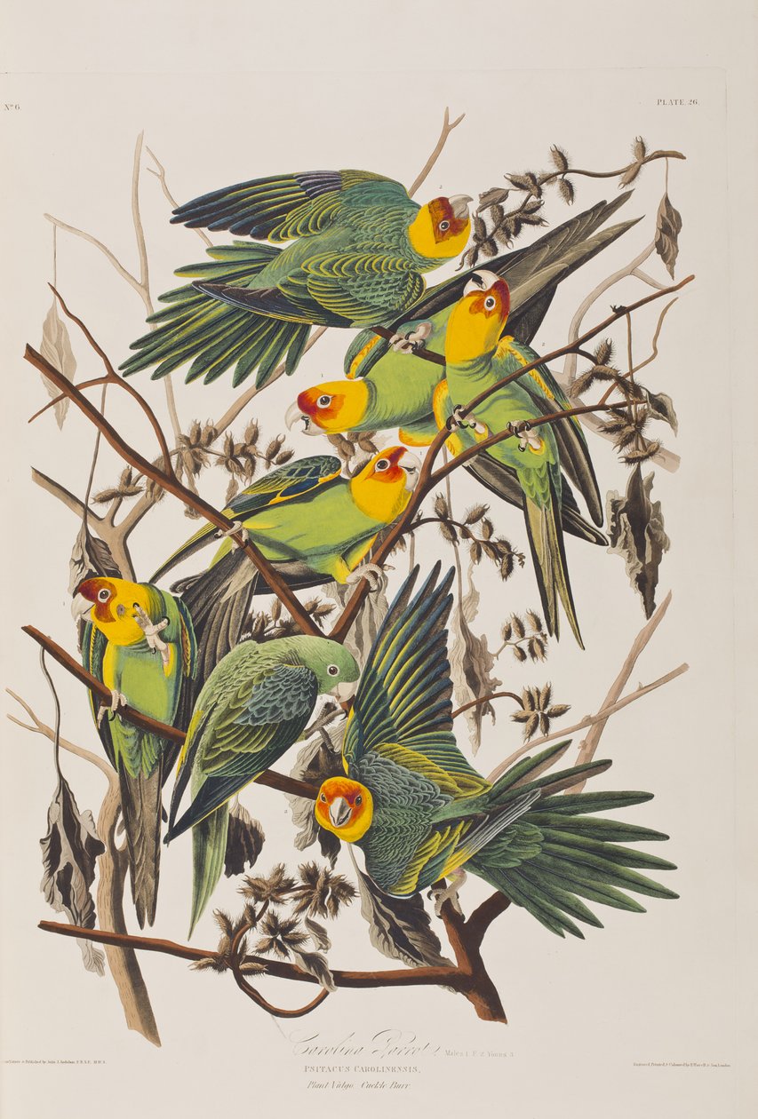Illustrazione da 