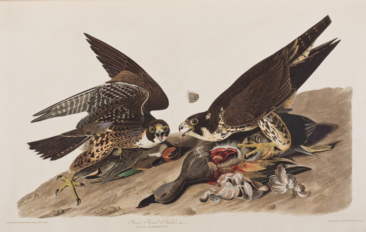 Illustrazione da 