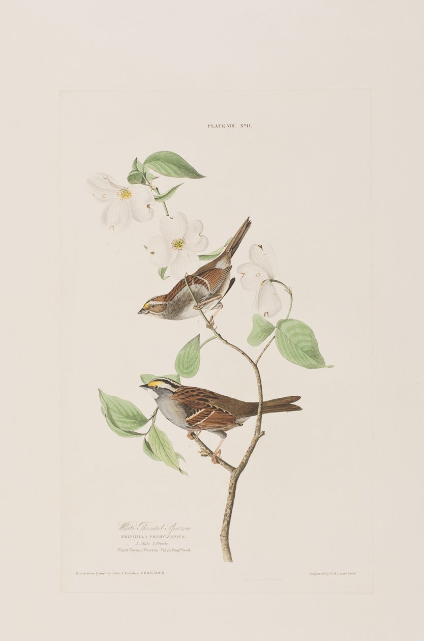 Illustrazione da 