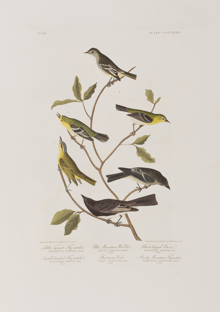 Illustrazione da 