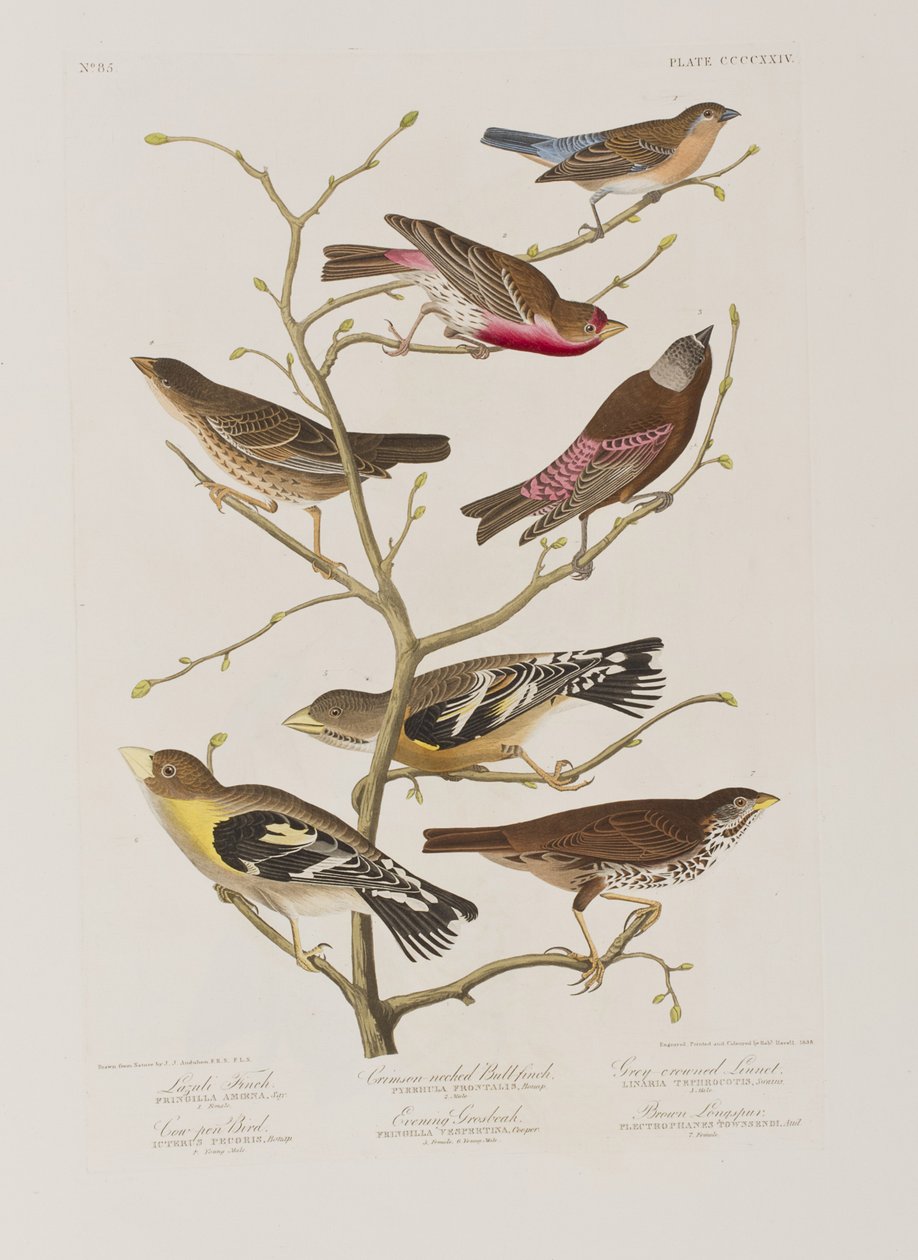 Illustrazione da 