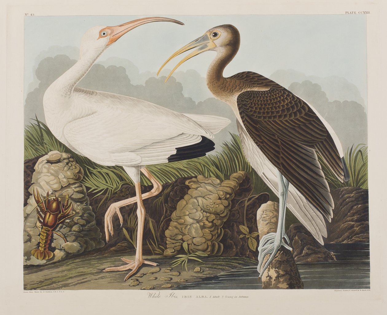 Illustrazione da 