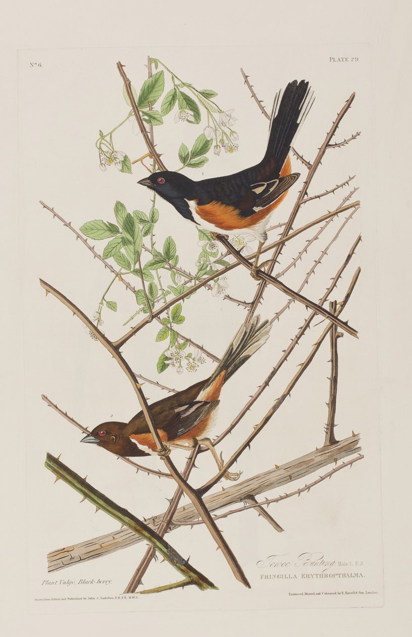 Illustrazione da 
