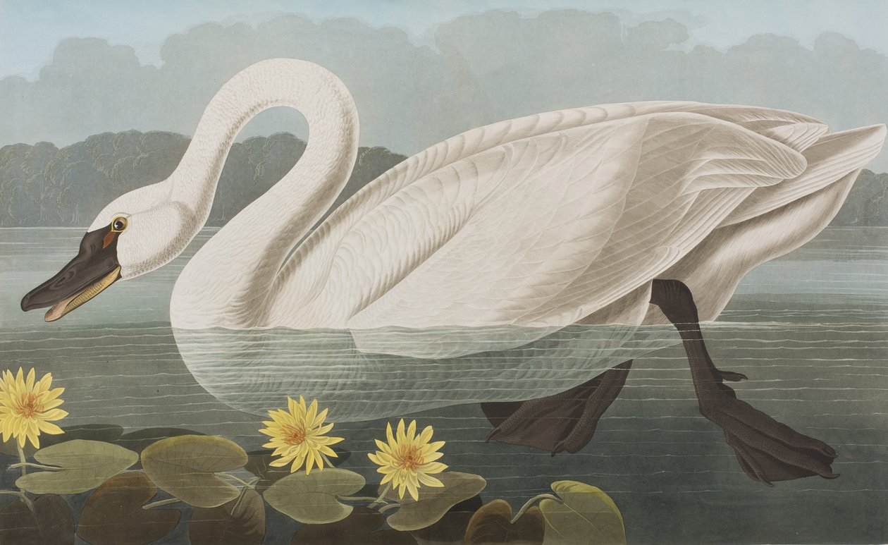 Illustrazione da 