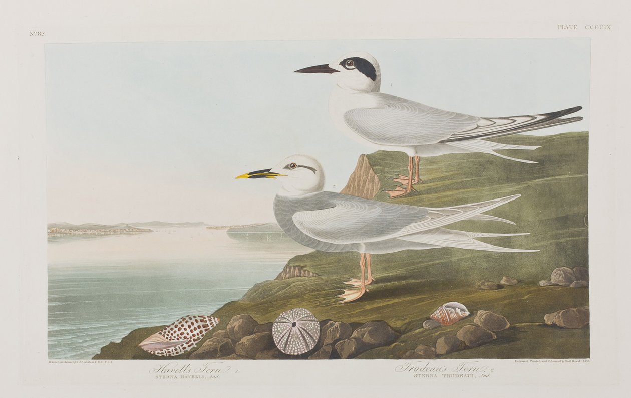 Illustrazione da 