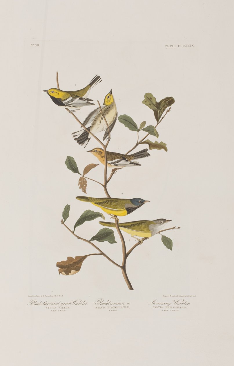 Illustrazione da 