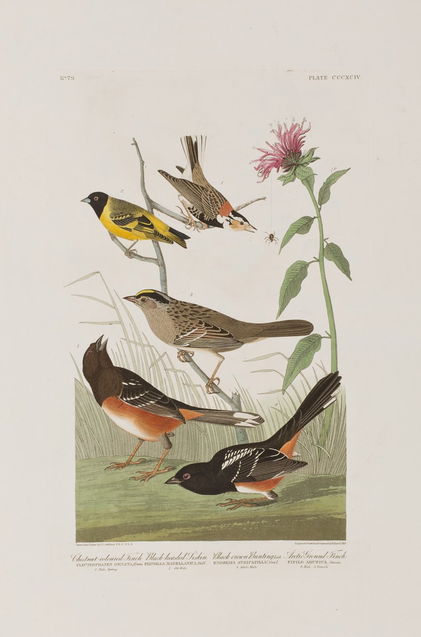 Illustrazione da 