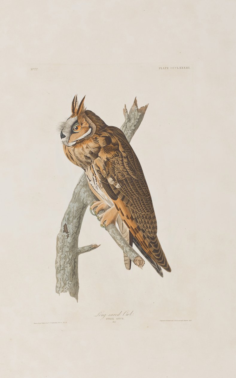 Illustrazione da 