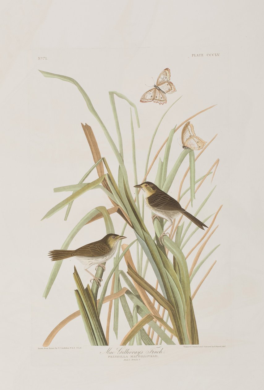 Illustrazione da 