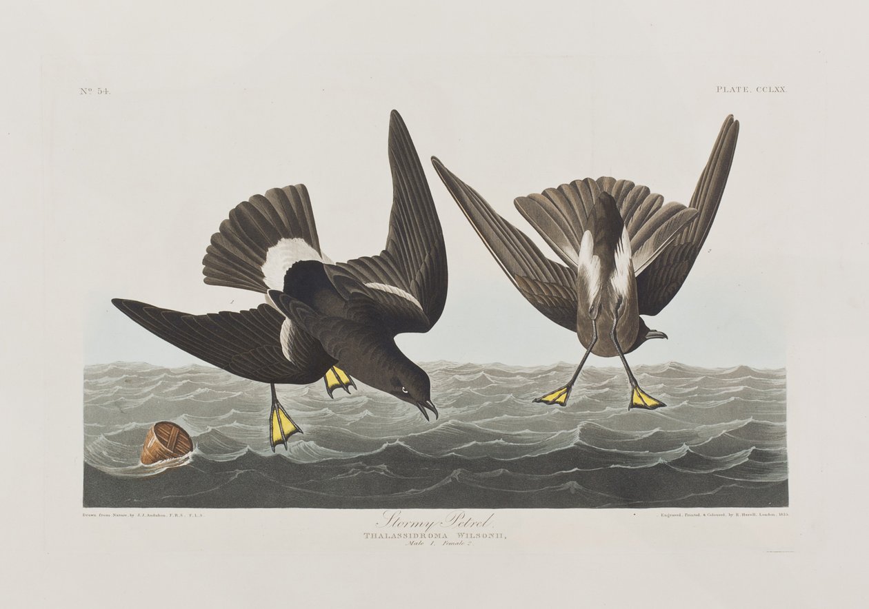 Illustrazione da 