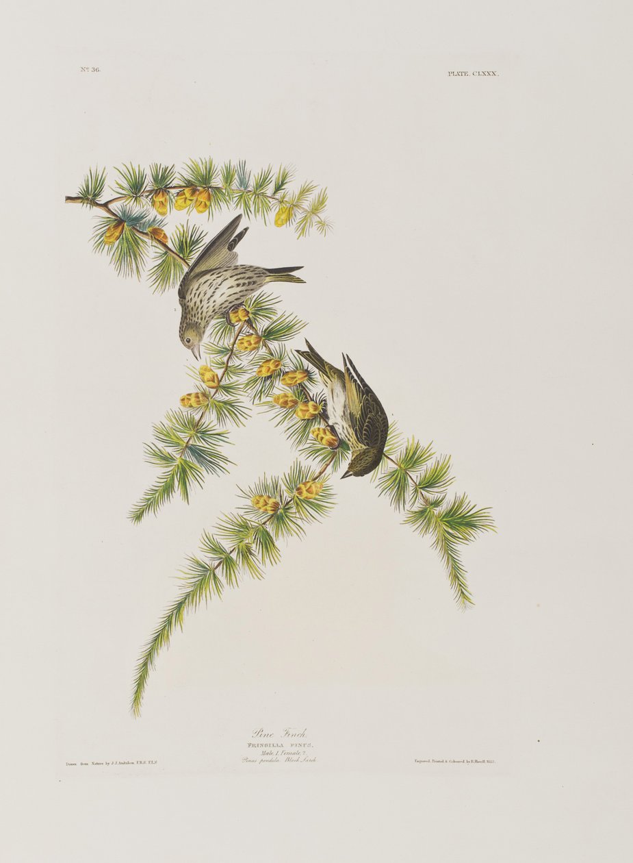Illustrazione da 