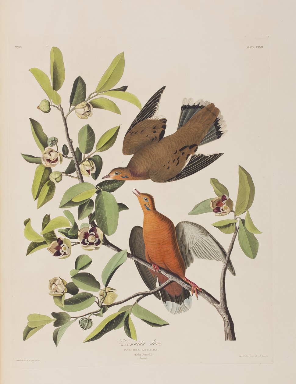 Illustrazione da 
