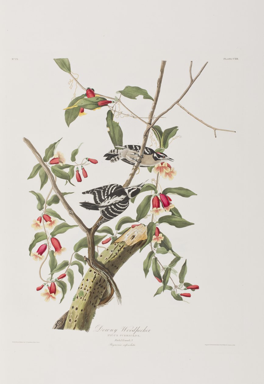 Illustrazione da 