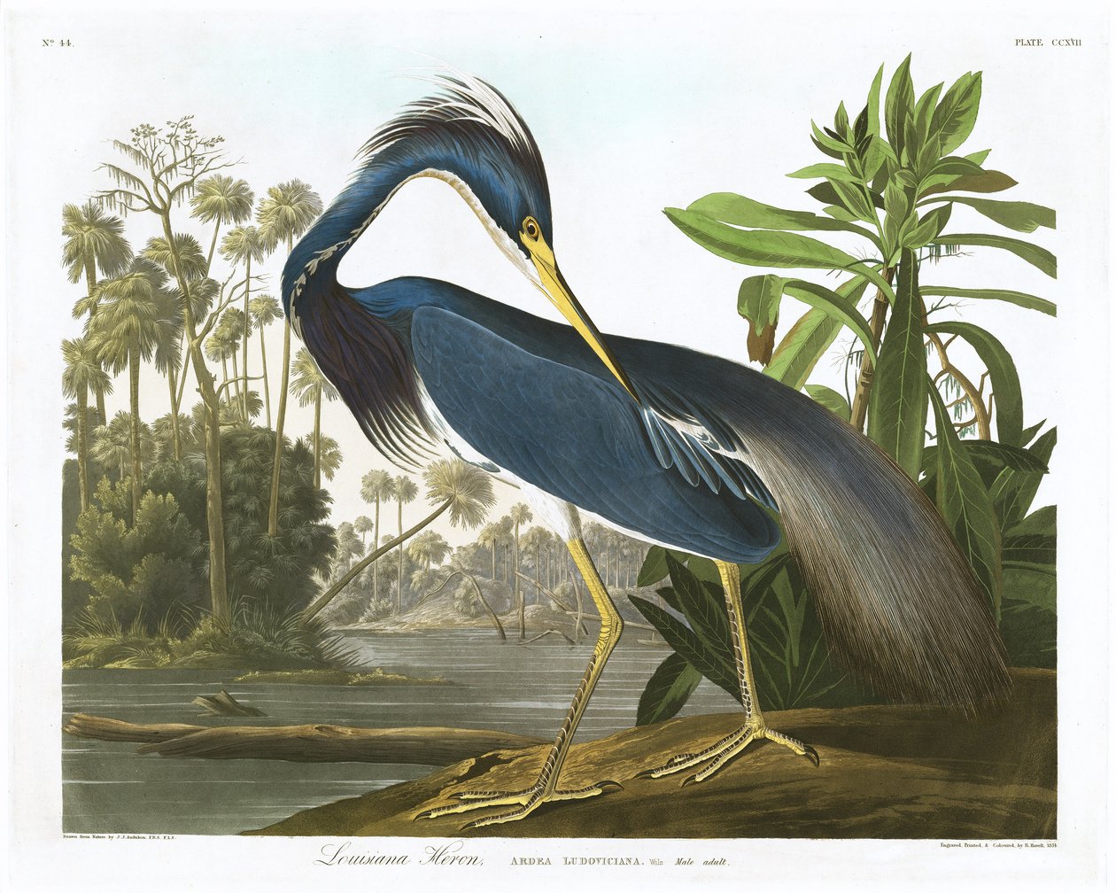 Airone della Louisiana, 1834 da John James Audubon
