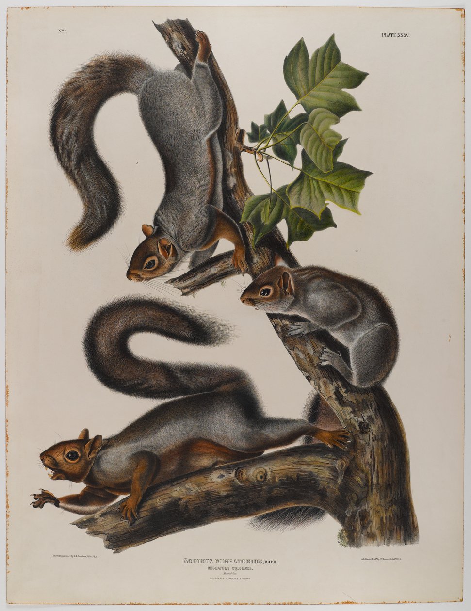 Scoiattolo migratore da John James Audubon