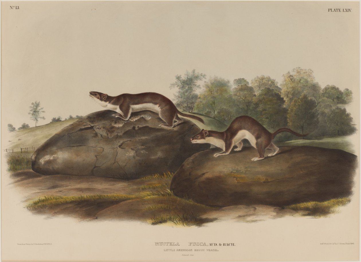 Mustella Fusca da John James Audubon