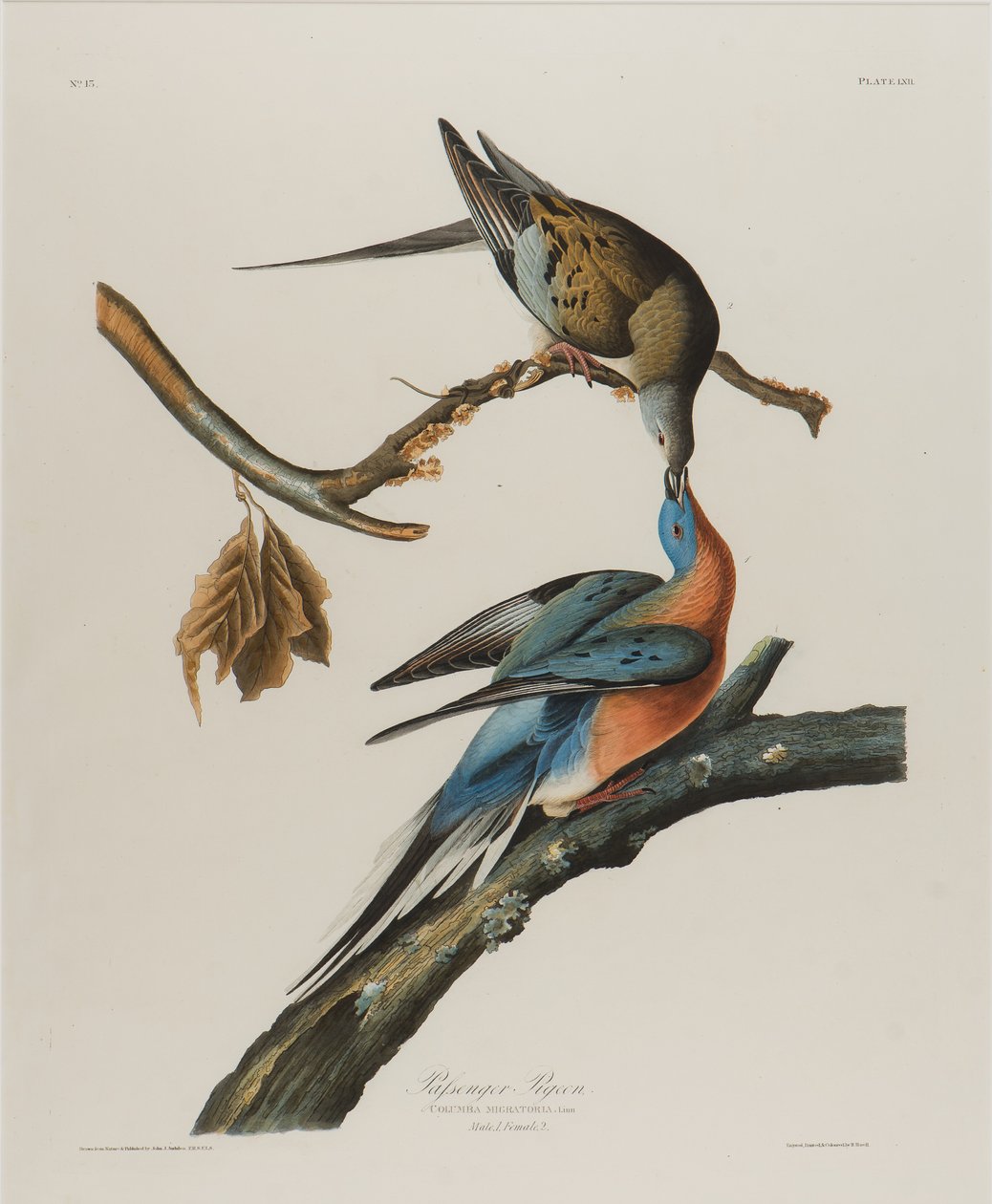 Piccione migratore, 1827-1838 da John James Audubon