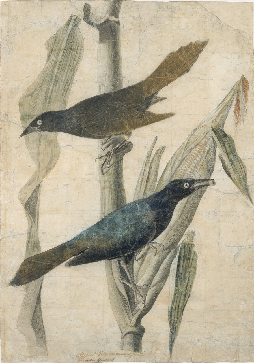 Gracula viola da John James Audubon