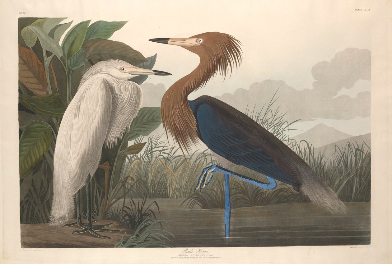 Airone Porpora, 1835 da John James Audubon