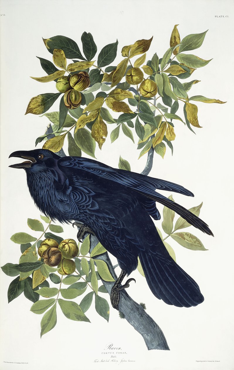 Corvo da John James Audubon