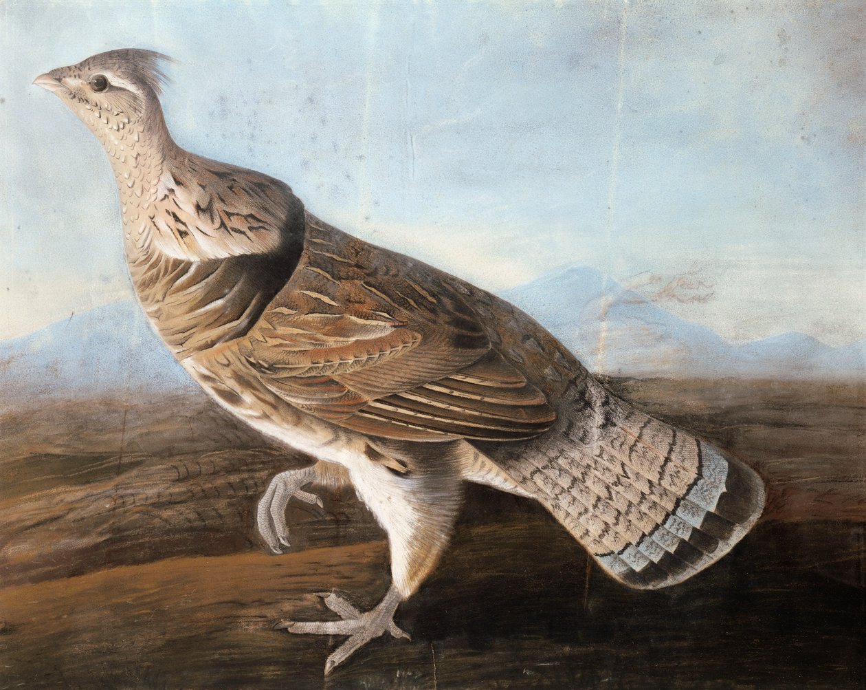 Oca arruffata, c.1812 da John James Audubon