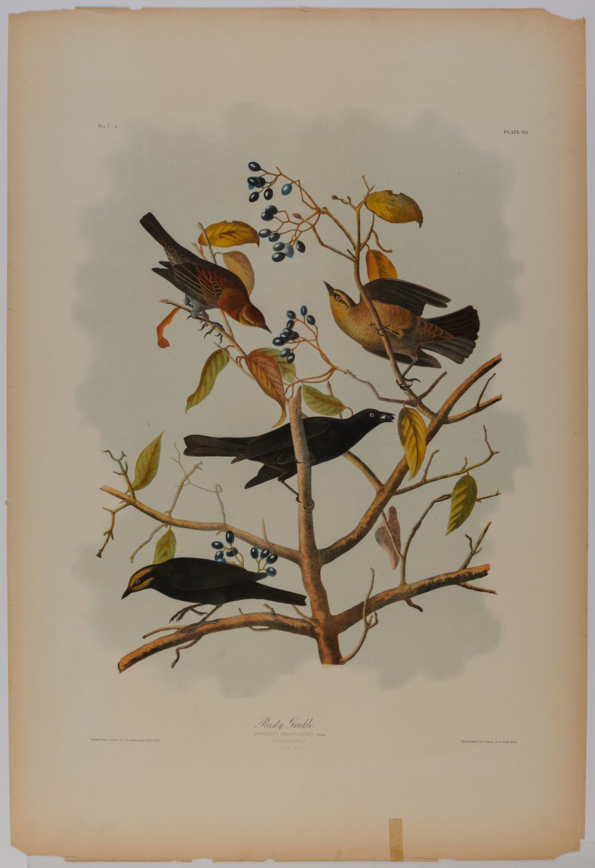 Grackle arrugginito da John James Audubon