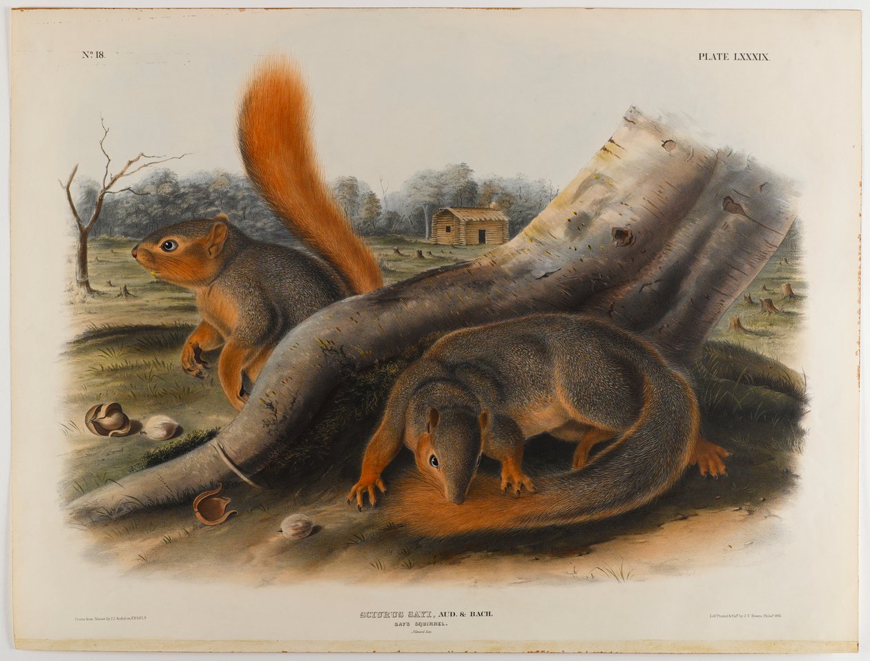 Scoiattolo di Say da John James Audubon