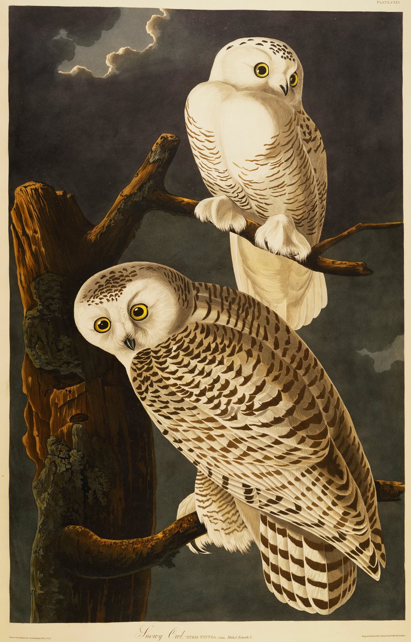 Gufo delle nevi da John James Audubon