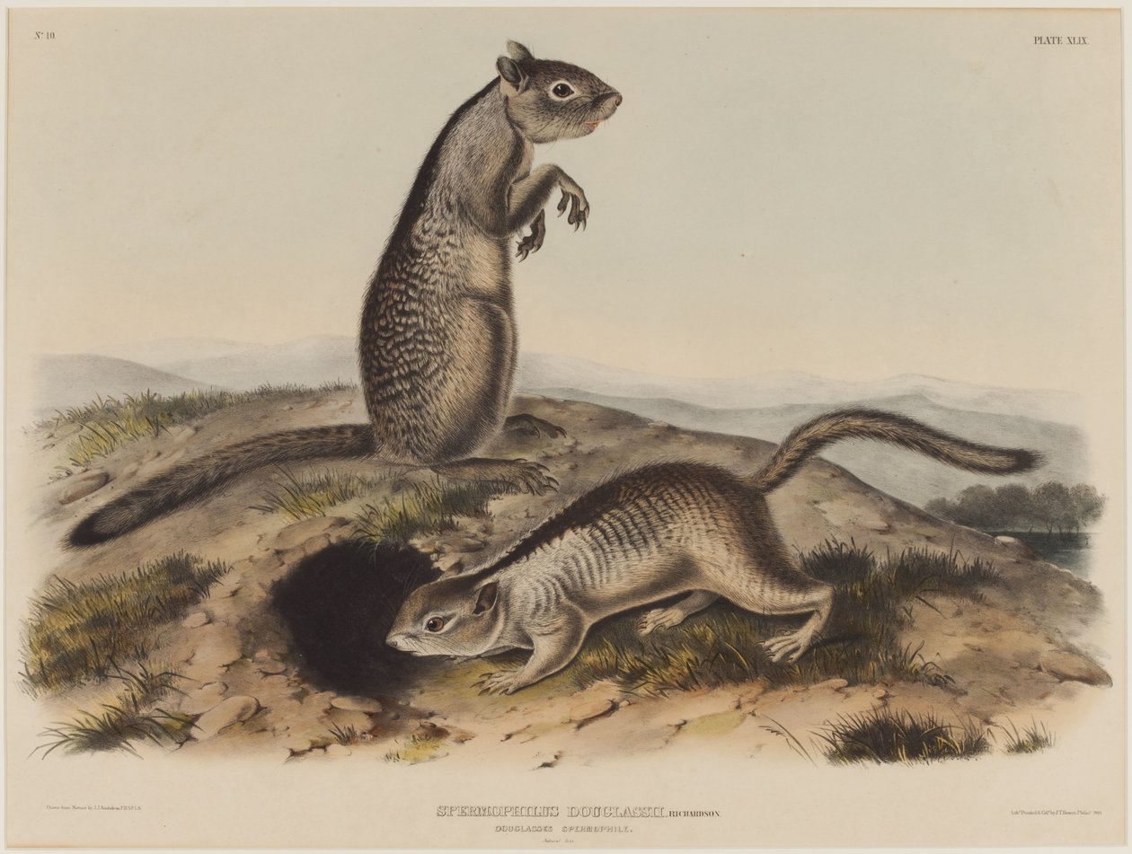 Spermophilus Douglassii (Due Scoiattoli di Douglas) da John James Audubon