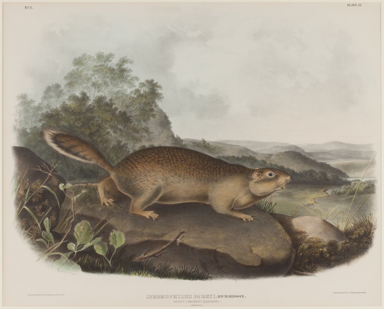 Spermophilus Parry (Scoiattolo di Parry) da John James Audubon