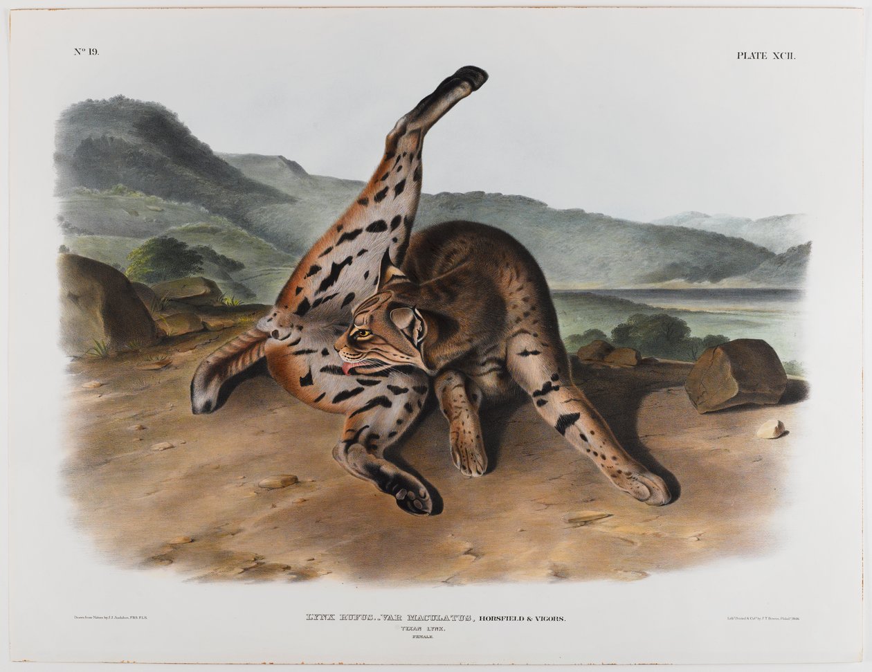 Lince texana da John James Audubon