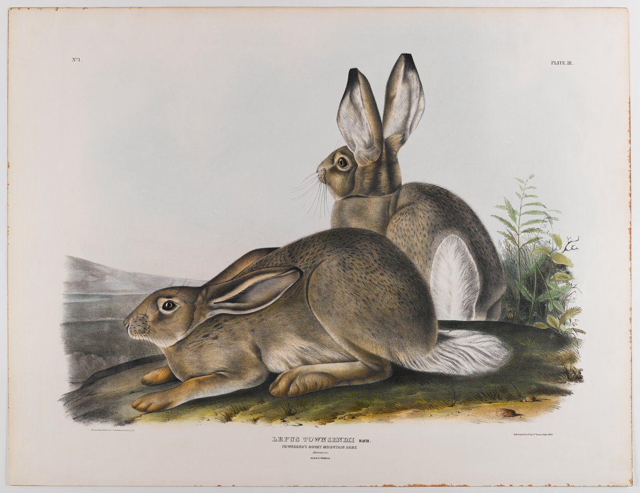 Lepre delle Montagne Rocciose di Townsend, 1842 da John James Audubon