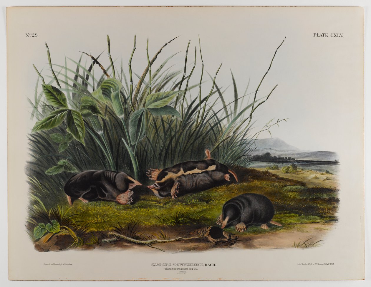Talpa-toporagno di Townsend da John James Audubon