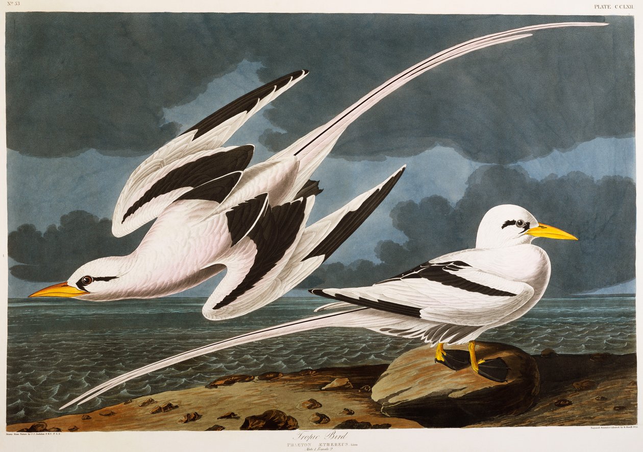 Uccello tropicale da John James Audubon