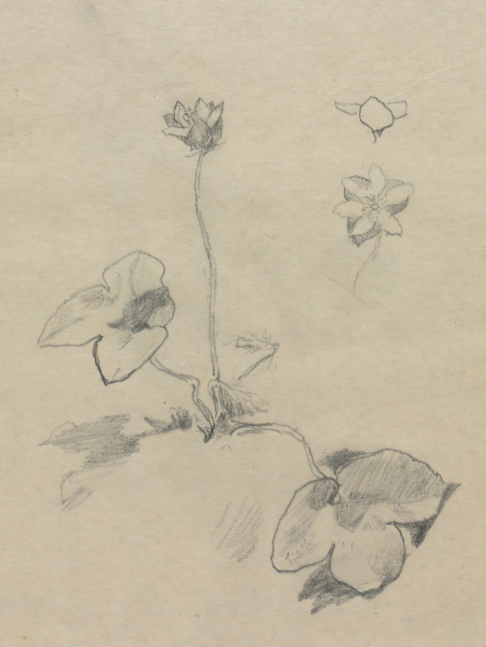 Anemone da John La Farge