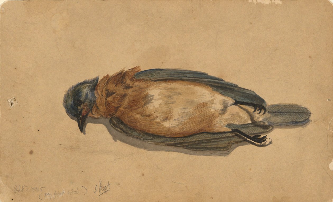 Uccello Morto da John La Farge