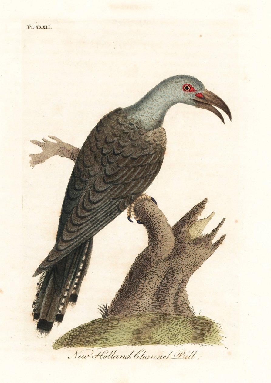 Cuculo dal becco a canale, Scythrops novaehollandiae (Cuculo australasiano, Psittaceous hornbill). Incisione colorata a mano disegnata e incisa da John Latham dal suo A General History of Birds, Winchester da John Latham
