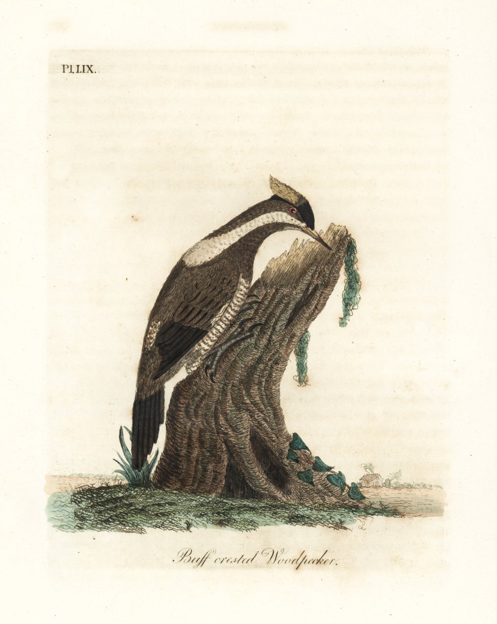 Picchio crestato cremisi, Campephilus melanoleucos (Picchio crestato buffo, Picus melanoleucus). Basato su una pelle nel Museo Leveriano. Rame inciso e colorato a mano disegnato e inciso da John Latham dal suo A General History of Birds, Winchester da John Latham