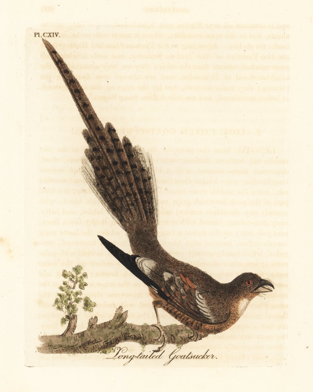 Succiacapre codalunga, Caprimulgus climacurus. Incisione colorata a mano disegnata e incisa da John Latham dal suo A General History of Birds, Winchester da John Latham