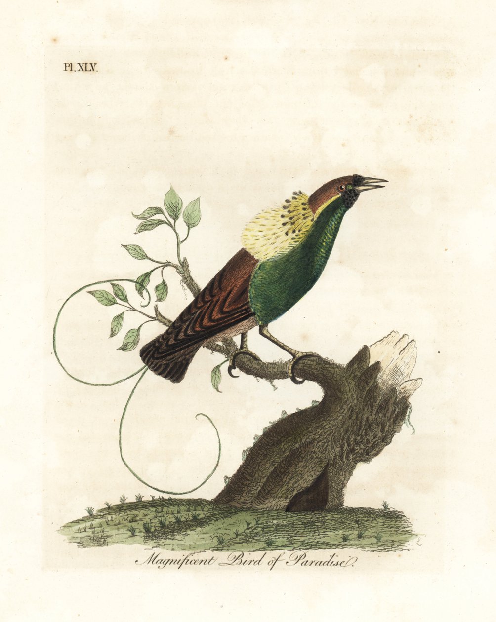Uccello del paradiso magnifico, Diphyllodes magnificus (Paradisea magnifica). Incisione a mano colorata disegnata e incisa da John Latham dal suo A General History of Birds, Winchester da John Latham