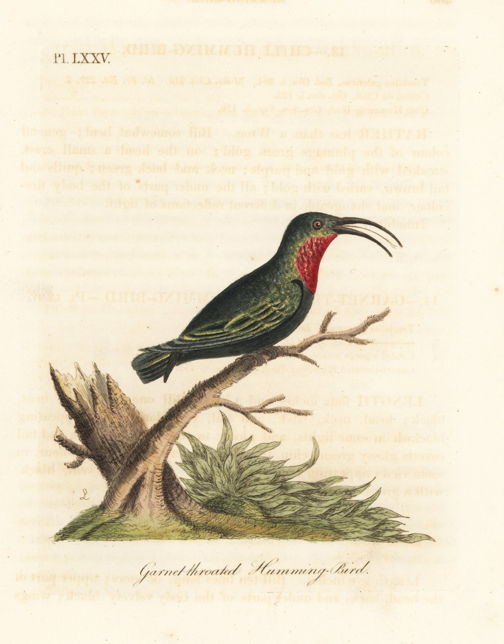 Carib dal collo viola, Eulampis jugularis (Colibrì dalla gola granata, Trochilus granatinus). Incisione a mano colorata disegnata e incisa da John Latham dal suo A General History of Birds, Winchester da John Latham