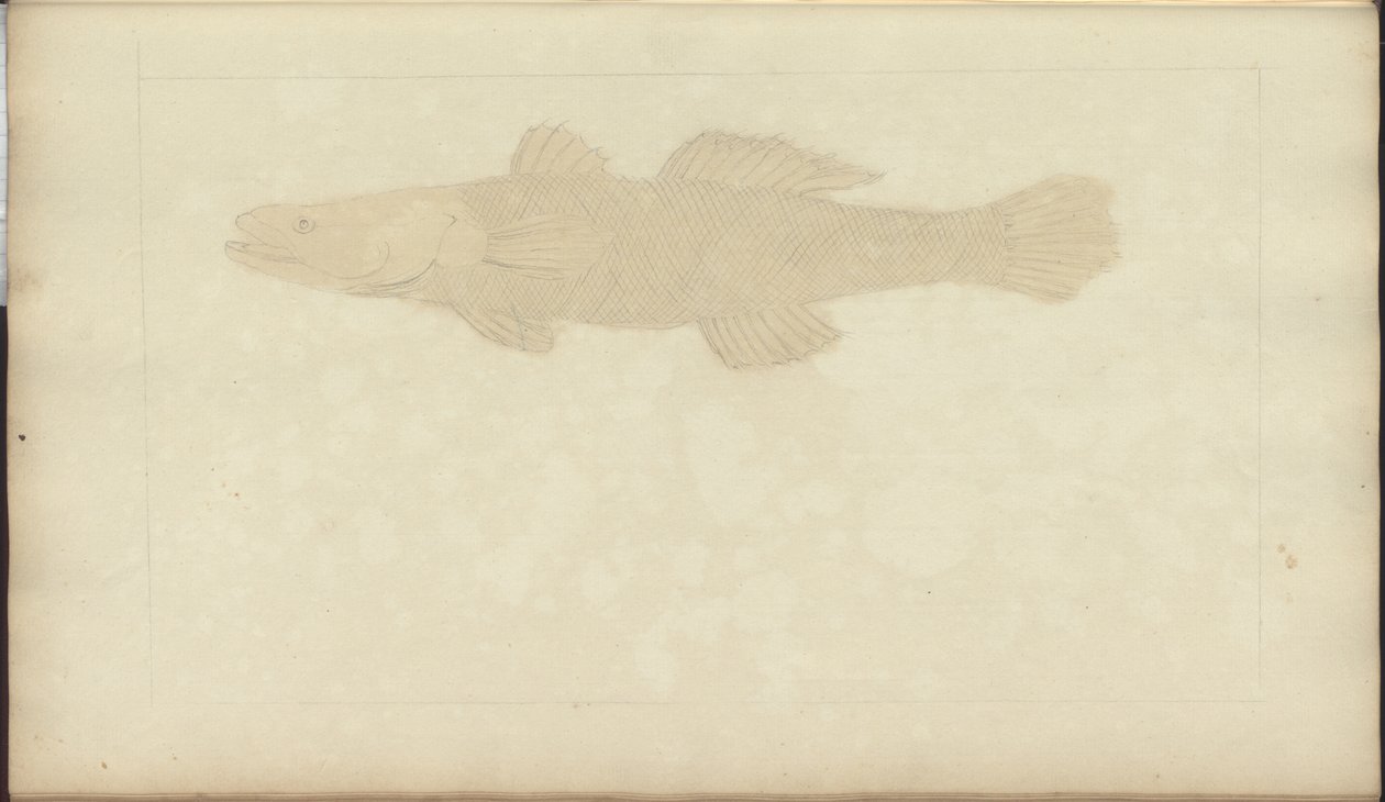 Disegni di Lindsay Vol. VII, 22 da John Lindsay
