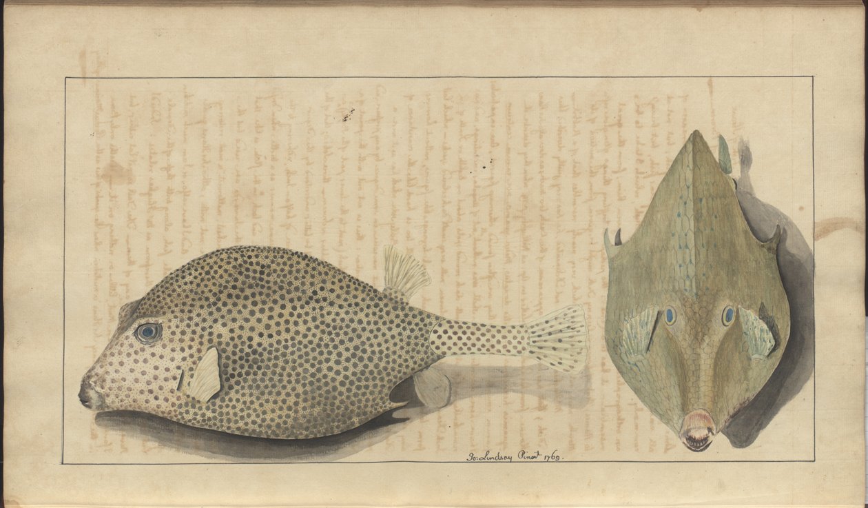 Disegni di Lindsay Vol. VII, 26 da John Lindsay