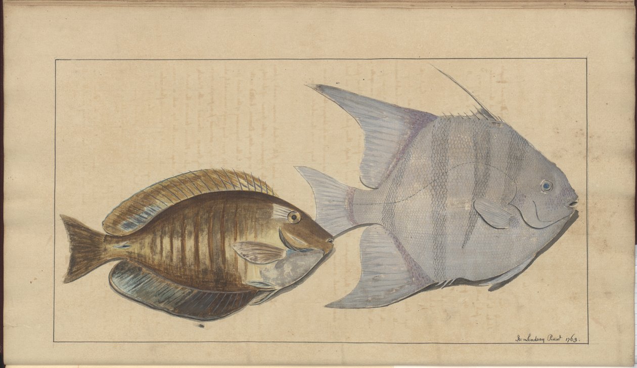 Disegni di Lindsay Vol. VII, 8 da John Lindsay