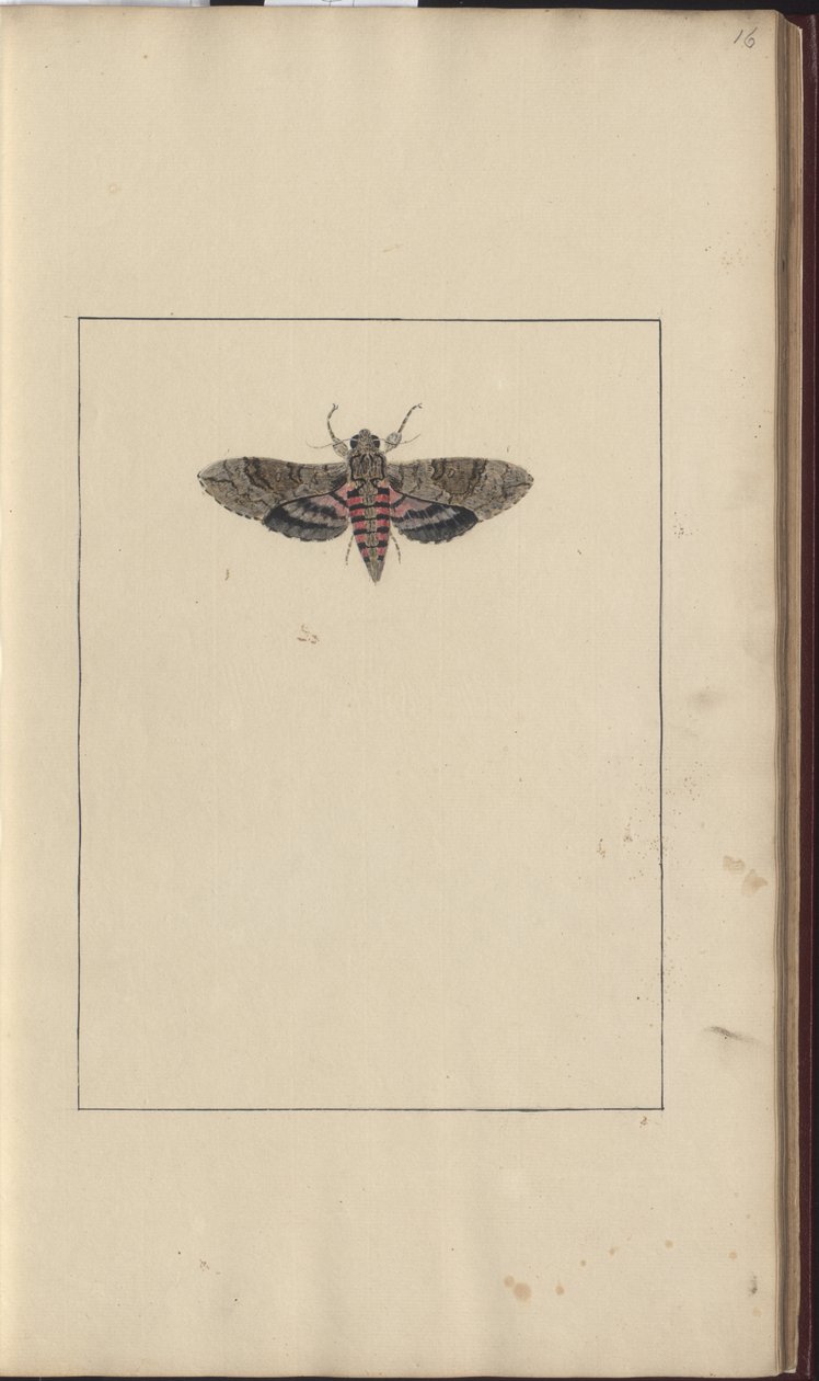 Disegni di Lindsay Vol. VI da John Lindsay